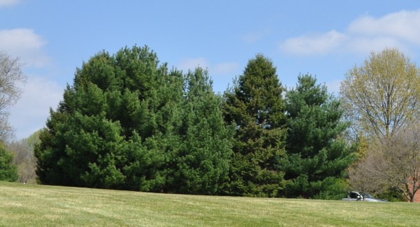 blooming right now 144