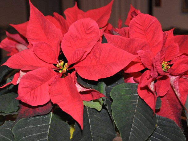 close up poinsettia