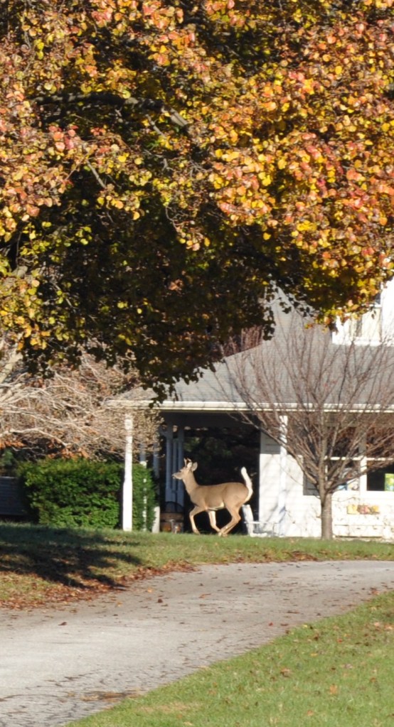 fall plus csa week 3 2012 027