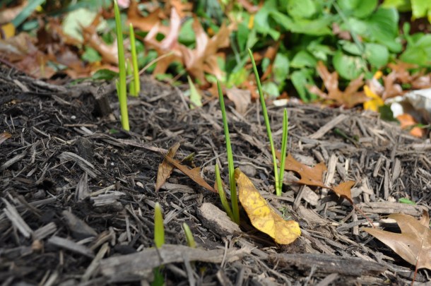 november garden food and cleaning 023