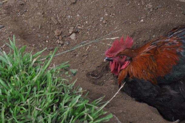 saturday shopping and cooking 099