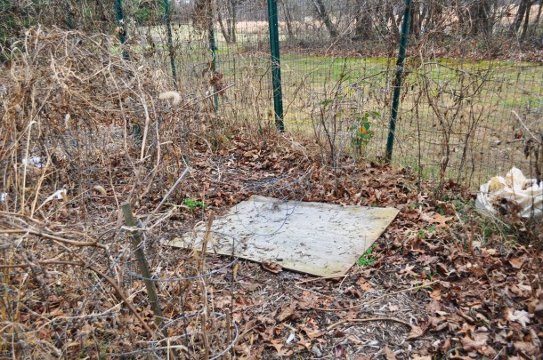 tree maintenance 014