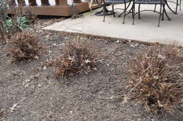 tree maintenance 022