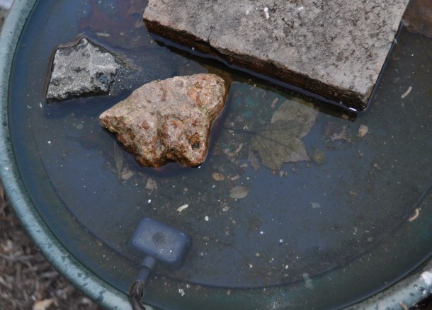 birds and feeders 016