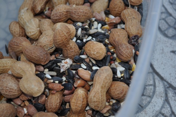 birds and feeders 027