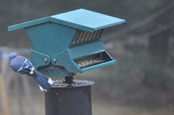 breakfast and birds at new feeder 038