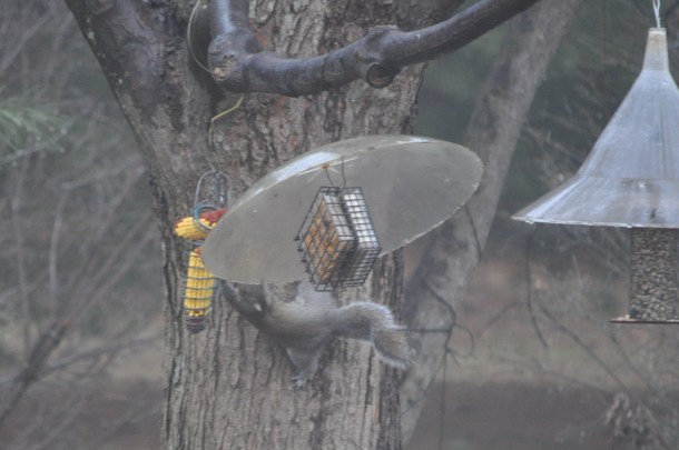 breakfast and birds at new feeder 041