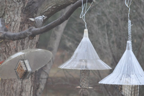 breakfast and birds at new feeder 057