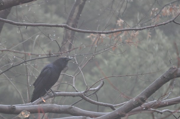 breakfast and birds at new feeder 079