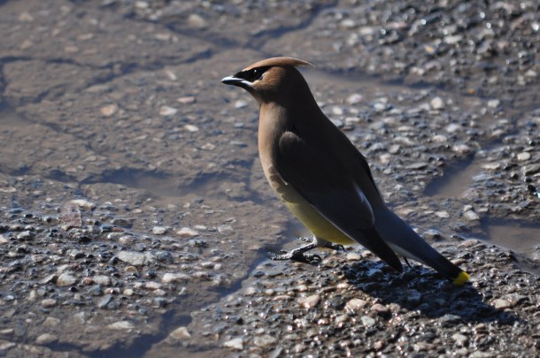 cedar waxwings 074