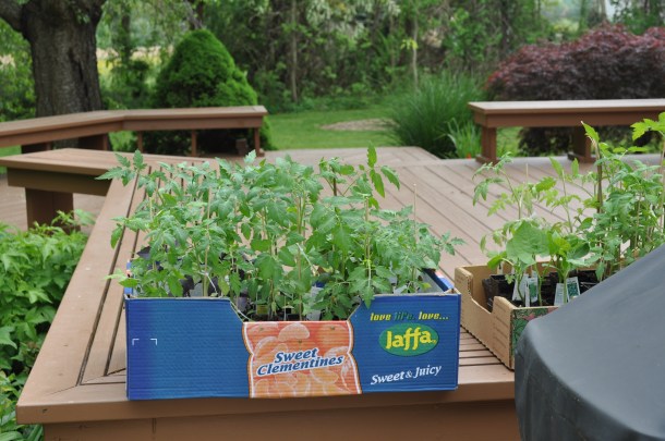 heirloom tomato seedlings and plugs - Sharp's farm