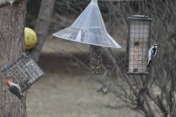 nikon feeders and food 033