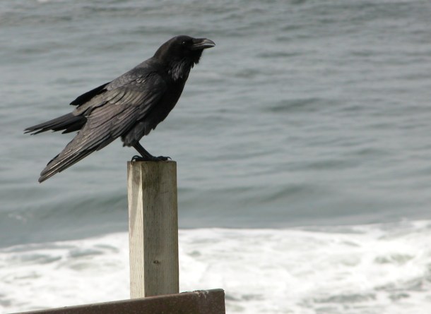 other raven