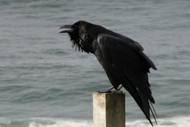 raven california