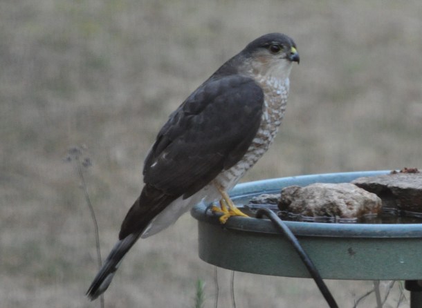 stormwater and italian meal 017