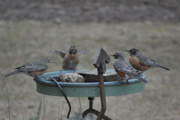 venison roast and va malbec 016