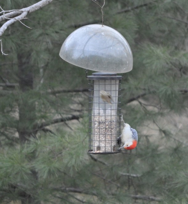 venison roast and va malbec 037