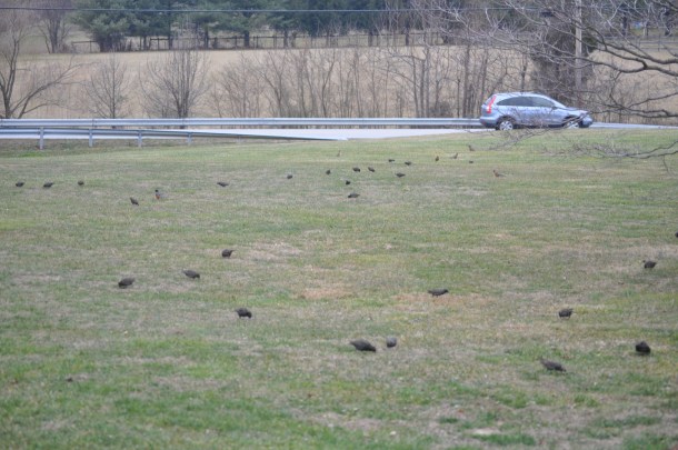 venison roast and va malbec 054