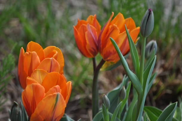 2009 April tulips