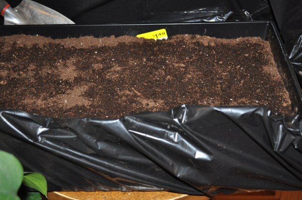 brisket and plantings 033