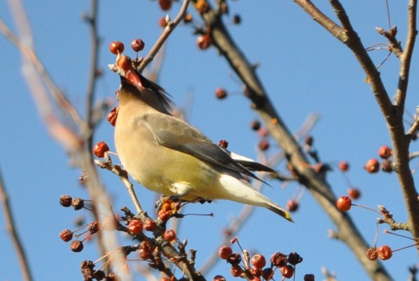 cedar waxwings 324