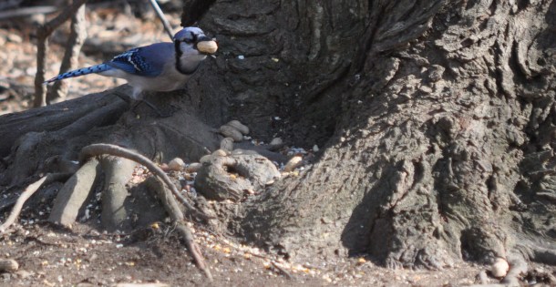 feeders, cooking and background 104