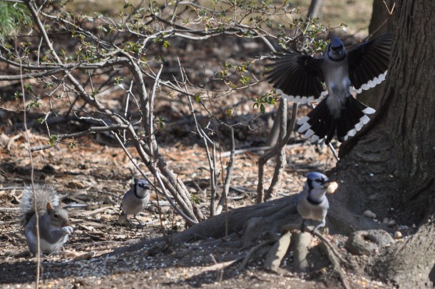 feeders, cooking and background 122
