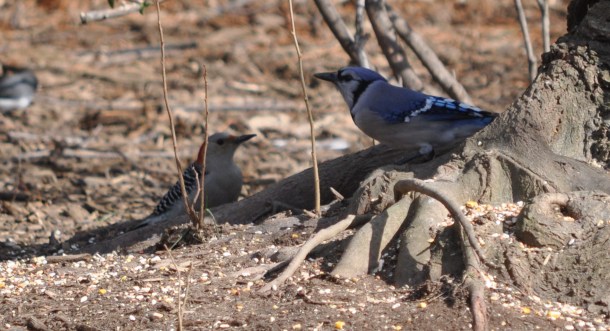 feeders, cooking and background 158