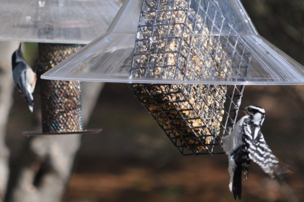 feeders, cooking and background 163