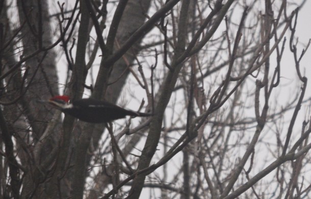 pileated woodpecker 014