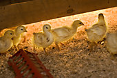 chicks 004
