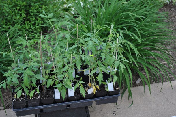 lisbon and dinner 083