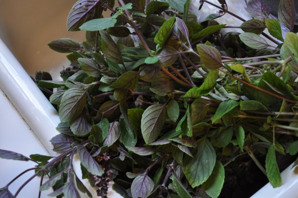 pesto and raptor red 007