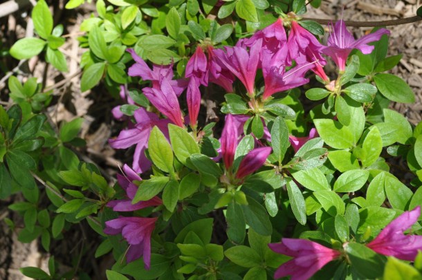 al fresco back yard 064