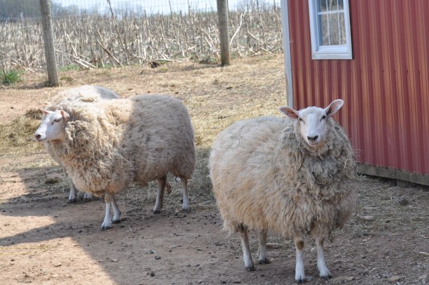 breezy willow pics plus csa week 6 005
