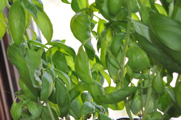 basil growing on the windowsill