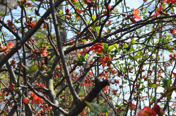 conservancy spring woodstock 016