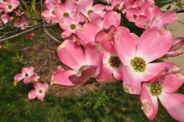 early bird csa week 8 and conservancy pilot 077