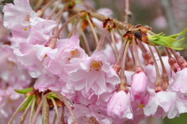 green eggs and ham and spring 023