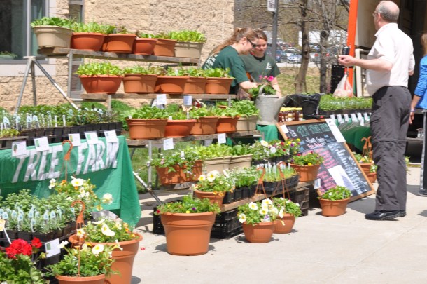 greenfest 13 ncdxa and tulips 040