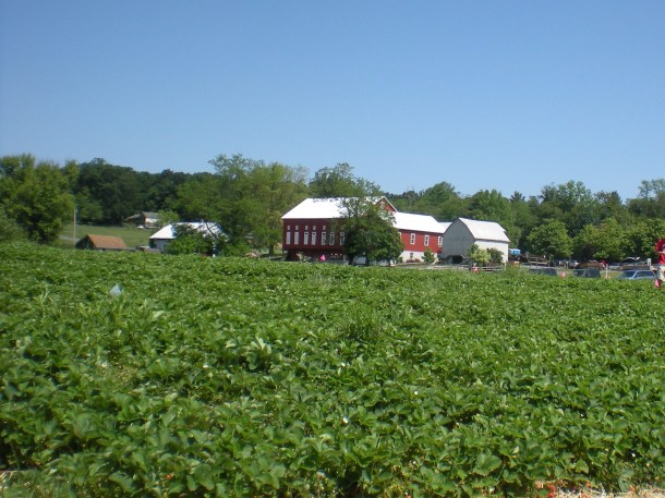 larriland and hocohospital market 013