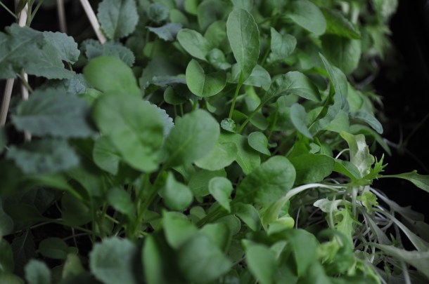 PA and spring flower pics 045