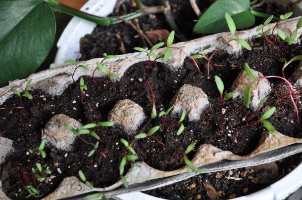 PA and spring flower pics 056