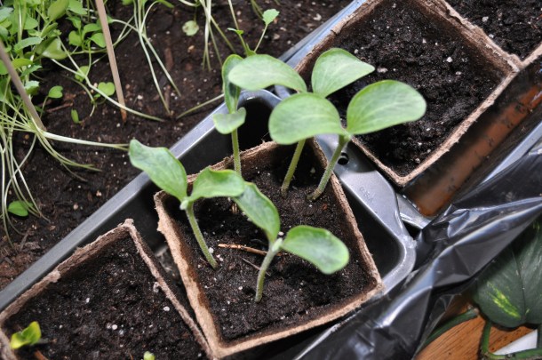 stir fry dinner april 010