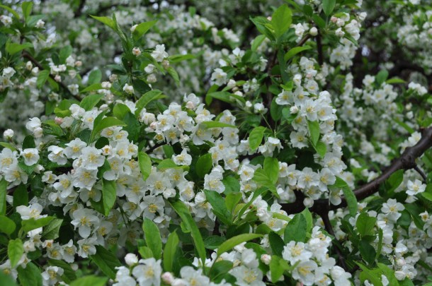 tulips asparagus and other spring flowers 112