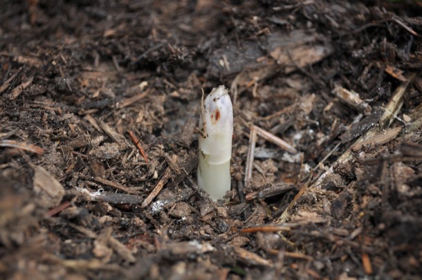 tulips asparagus and other spring flowers 131