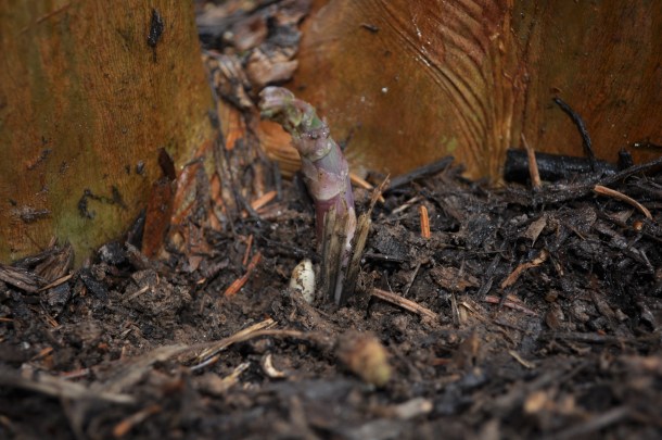 tulips asparagus and other spring flowers 136