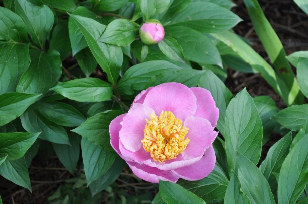 flowering the 15th and miller market 002