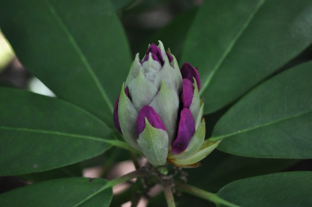 gardening and spring time 057