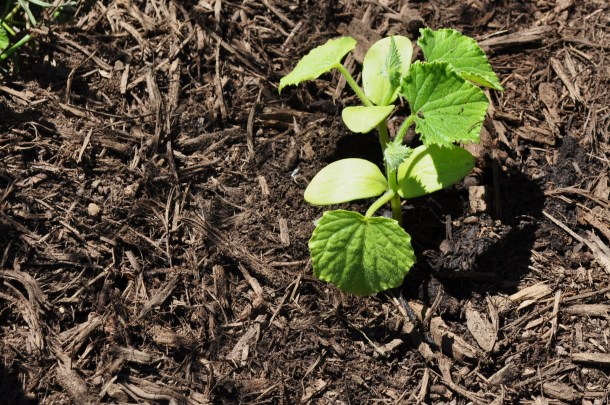 gardening and spring time 072